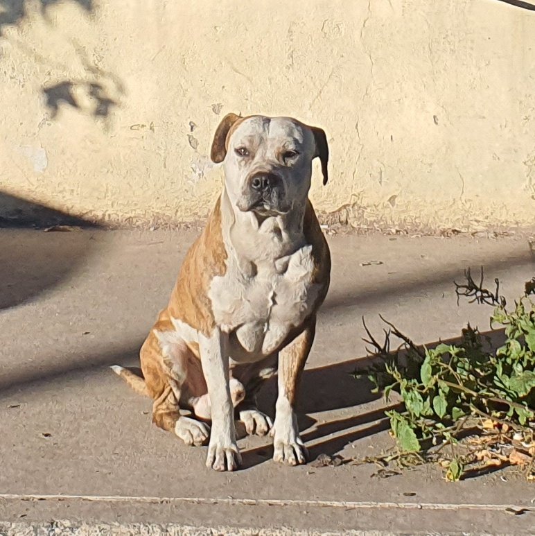 gilizuma's tweet photo. Este perro es muy agresivo es uno de los tres perros q están en  Esquina 5 de Feb y Laureano Roncal, se necesita el apoyo de la #policíaambiental para retirarlos @AmbienteDgo @DurangoCap @Salud_Municipal https://t.co/XPmxbqb8Qx