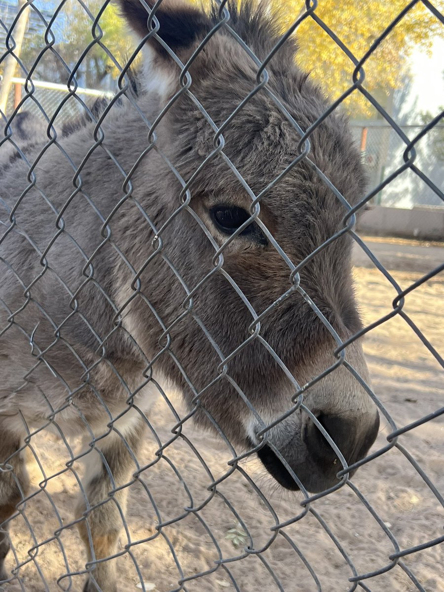 No nada más por Benito, ayúdenos a lograr la reubicación de todos los demás animalitos que tienen en el Parque Central, que no tienen la misma visibilidad de la jirafa 🙏❄️ 

Ese lugar no debe tener animales.