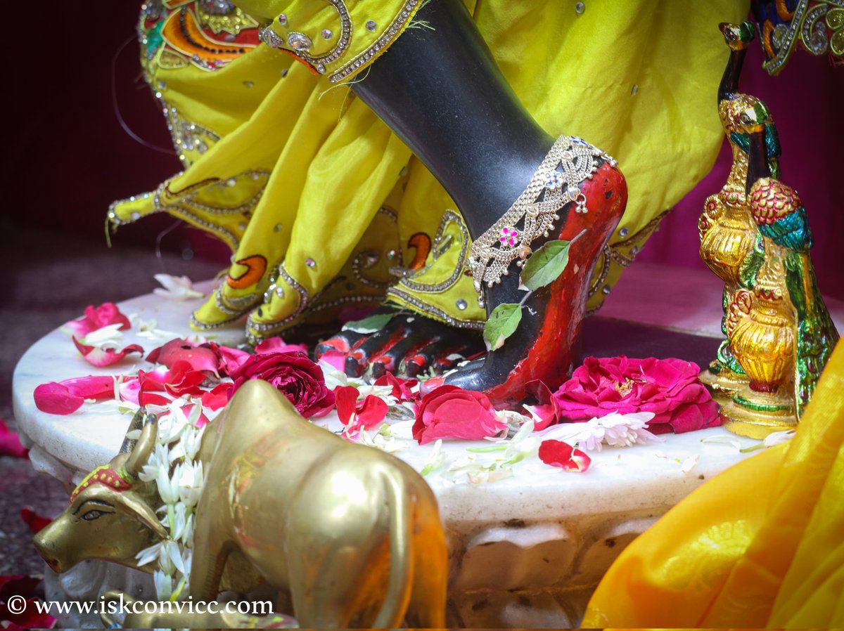 iskconvicc's tweet photo. Śrī Śrī Radha Gopal Darshan - 8/1/2024 @iskconvicc
.
.
.
#iskconvicc #iskconvaranasi #yellow #basanti #floweroffering #manglaarti #shringaraarti #darshanaarti #banaras #kashi #kashivishwanath #iskcon_world #monday #mondaymotivation #sobeautiful #mondaydarshan https://t.co/TGCp0igPYO