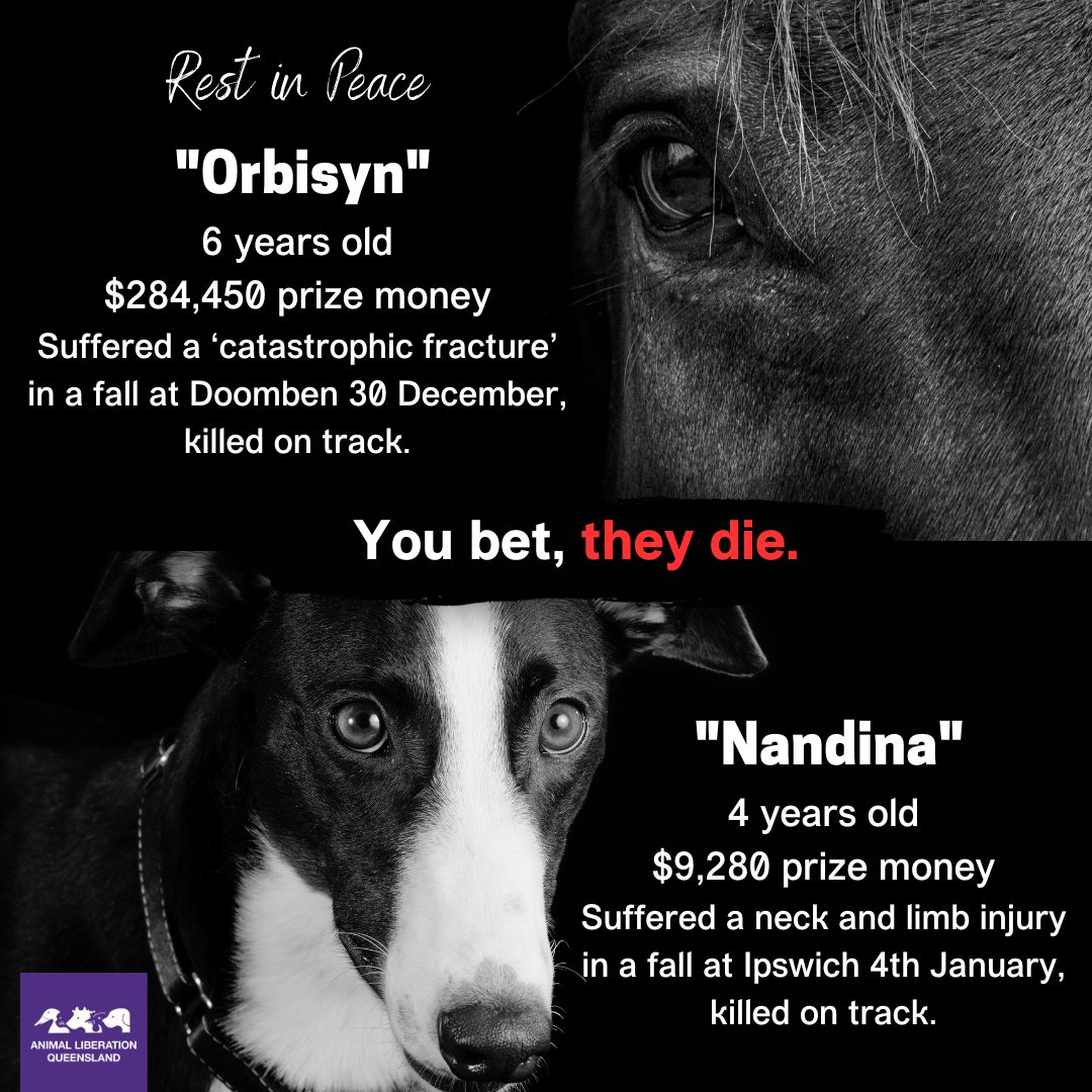 Queensland's racing industry claimed another two victims in less than a week. Orbisyn (horse) and Nandina (greyhound) were both young animals with many years ahead of them. Instead, they suffered injuries during races last week and were killed on the track. You bet, they die.