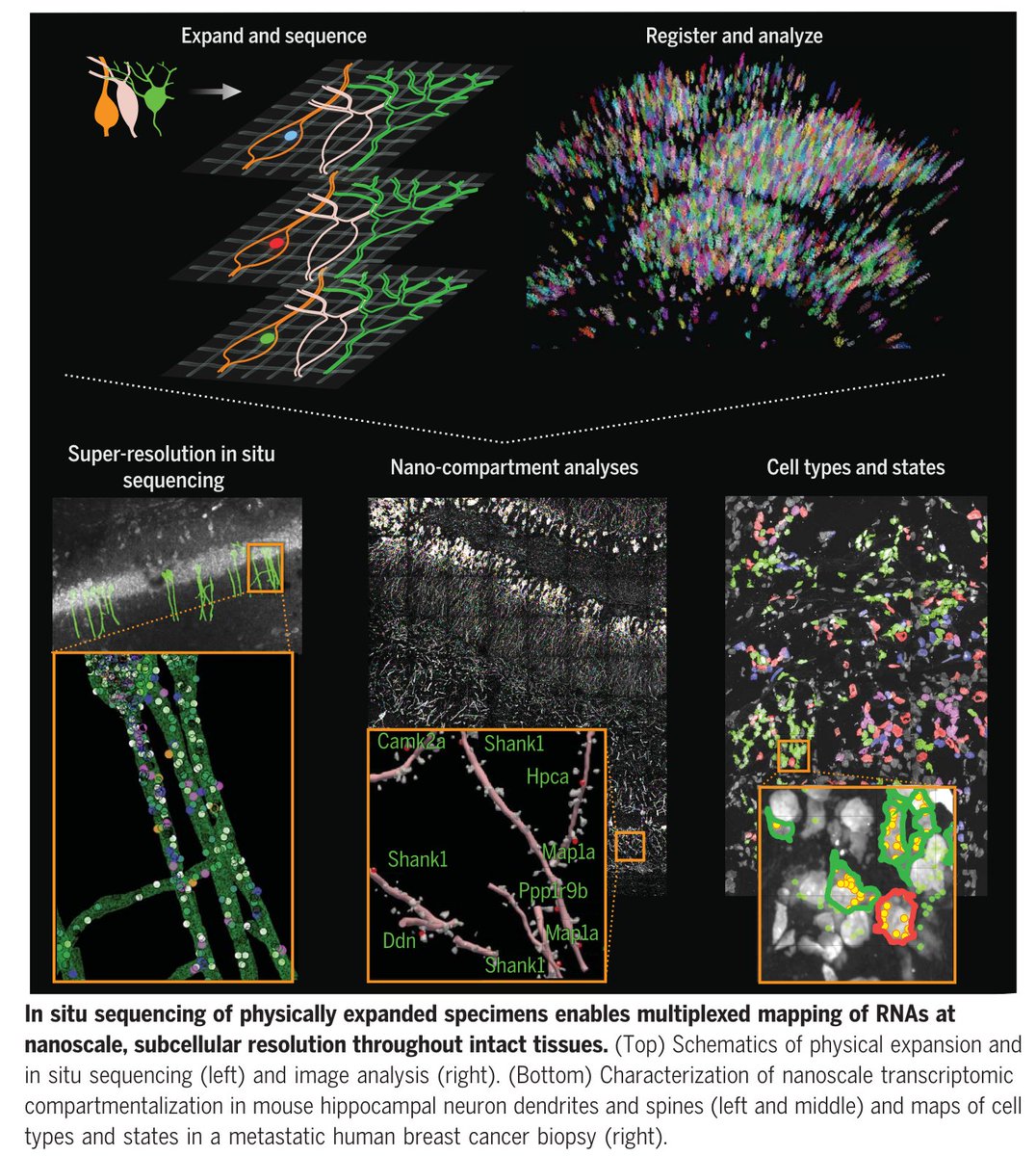 dz_gong's tweet photo. Paper read today #552: Expansion sequencing: Spatially precise in situ transcriptomics in intact biological systems

https://t.co/Uw2UaaPo9P https://t.co/tJTptcKyqG