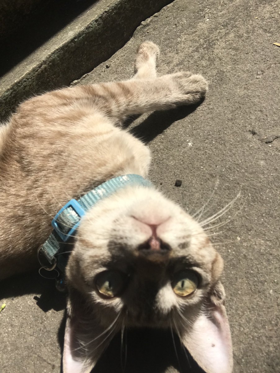 渐入 (@vanlounge7788) on Twitter photo 