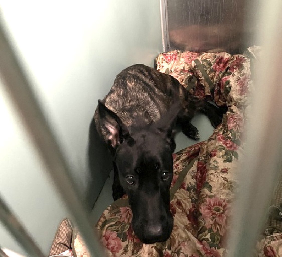 TomJumboGrumbo's tweet photo. His foster offer was just rejected, HOURS LEFT, DELISTED in preparation TBK: a young terrified puppy crammed into a minuscule kennel, Zeus 189948 arrived in NYCACC Dec 22 for “not being good with kids”. Just 12 MONTHS old and a friendly, outgoing and rambunctious puppy who’s great with other dogs, he knows his cues and loves car rides. Now so terrified, he’s growling and snarling and NYCACC won’t wait or think twice before erasing him. He needs a whole lot of help: a northeast family with kids age 13+ will save him. Please repost pledge, let’s save Zeus!
https://t.co/uYJkDBUS9C