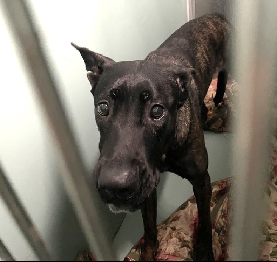 TomJumboGrumbo's tweet photo. His foster offer was just rejected, HOURS LEFT, DELISTED in preparation TBK: a young terrified puppy crammed into a minuscule kennel, Zeus 189948 arrived in NYCACC Dec 22 for “not being good with kids”. Just 12 MONTHS old and a friendly, outgoing and rambunctious puppy who’s great with other dogs, he knows his cues and loves car rides. Now so terrified, he’s growling and snarling and NYCACC won’t wait or think twice before erasing him. He needs a whole lot of help: a northeast family with kids age 13+ will save him. Please repost pledge, let’s save Zeus!
https://t.co/uYJkDBUS9C