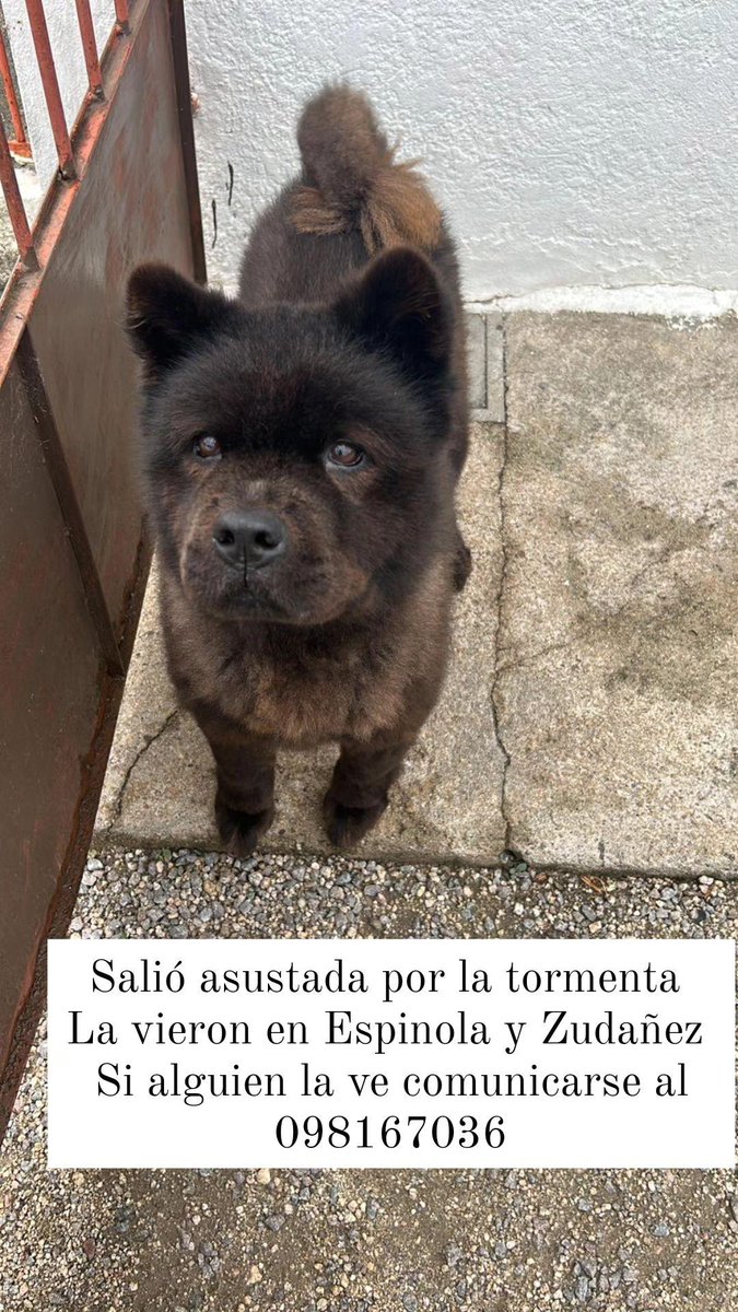 San José de Mayo
Responde al nombre de Kiwi