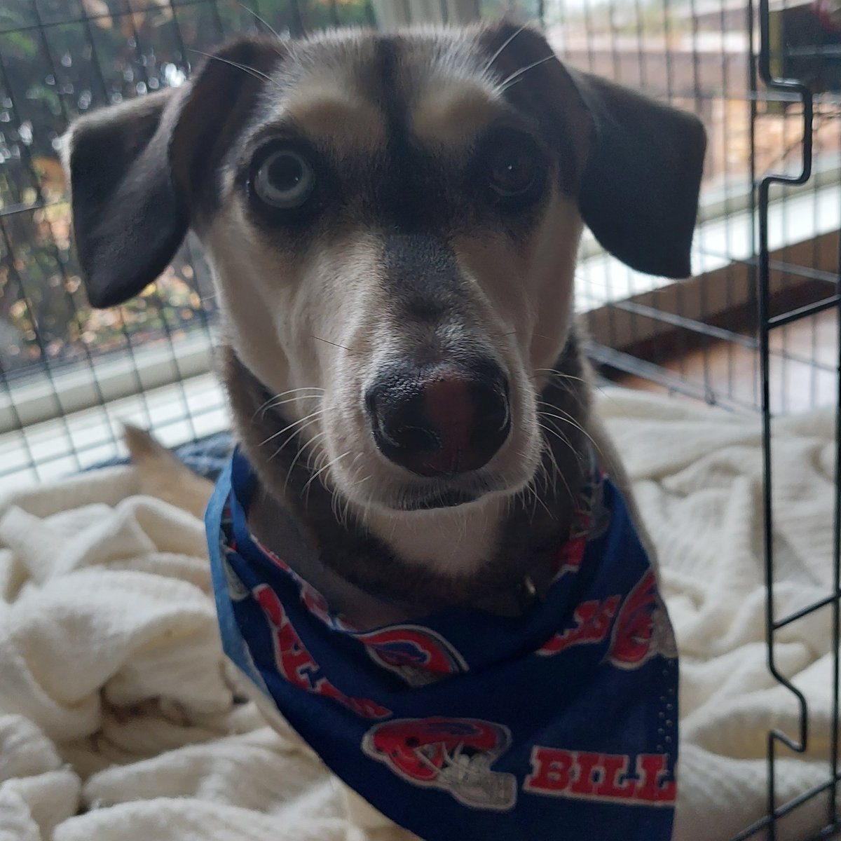 Getting shrimp and bones for TD's tonight. Squishing the fish. Missing <a href="/GeriatricJack/">Jack🌈 and the human</a> and his pick tonight. I like to think he would have been spot on and going with my #BuffaloBills.🍤🦴🏈 For you Jack I pick the #Bills
#BillsMafia