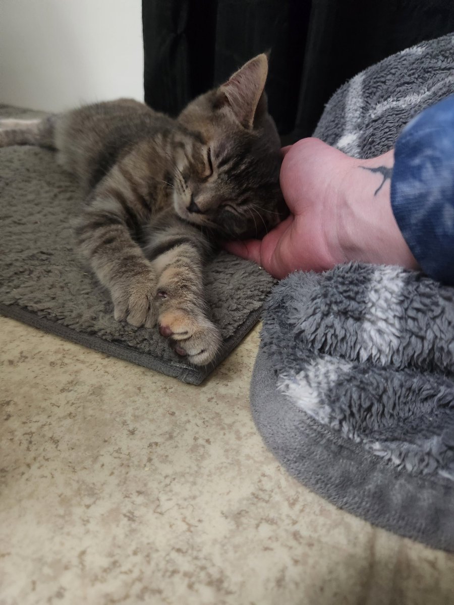 Thyhead_'s tweet photo. Meet Boo, my new kitten https://t.co/yRGxkX0liQ