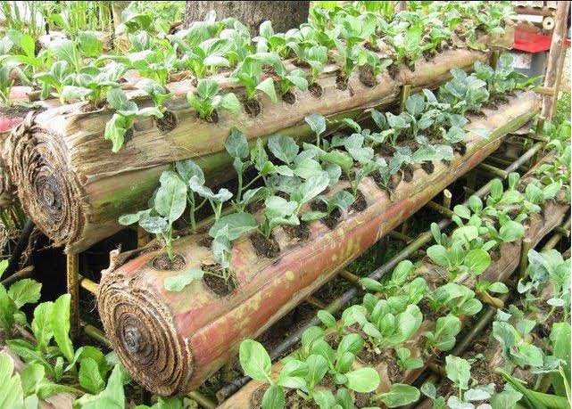 JuventudXTabasc's tweet photo. En indonesia los troncos de plátano se utilizan para el cultivo de vegetales. No necesitan riego porque contienen mucha humedad. Después de la cosecha, el tronco se descompone y enriquece el suelo...🌱 https://t.co/XozHRYjjPN