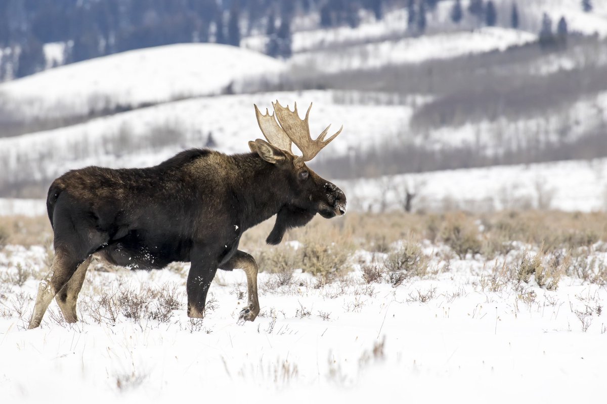 DoyleDawes's tweet photo. It's not just skiing that attracts visitors to Jackson this time of year — wildlife lovers and photographers can often be rewarded by driving and hiking around the region.

Ph: Moose Henderson
#doyledawes #jhsir #jacksonholesothebys #jacksonholesir #jacksonwy #jacksonhole https://t.co/Dragl0uFkx