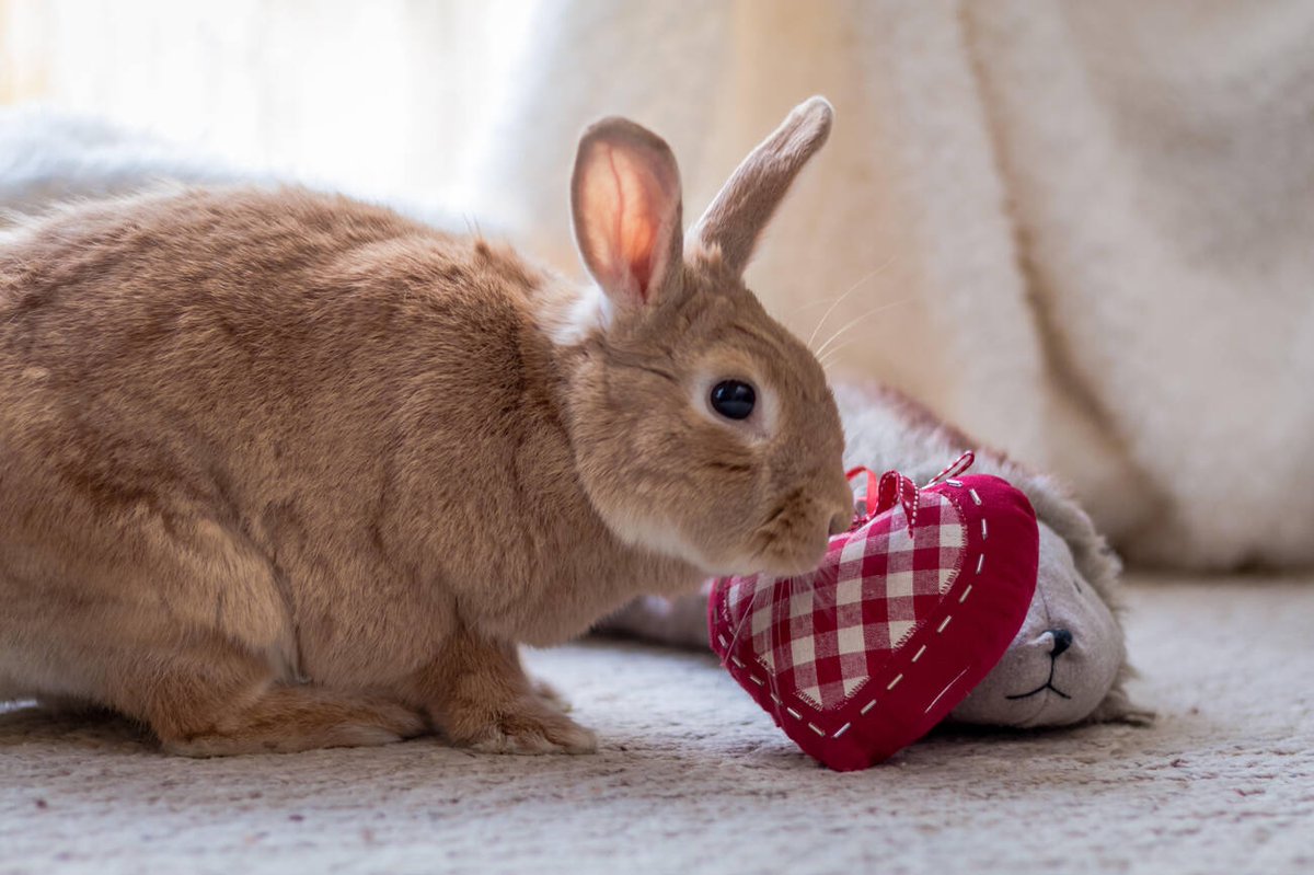 'Though your Valentine's Day may pass quietly these days, know it is never forgotten. Wishing you a joyous  Valentine's Day celebration!'
#arabbitslife #cillian #rabbitfur #bunners #rabbitsunited  #freeroambunny #freeroambunny #bunnylife #rabbit #newyearseve #newyears #bunnies