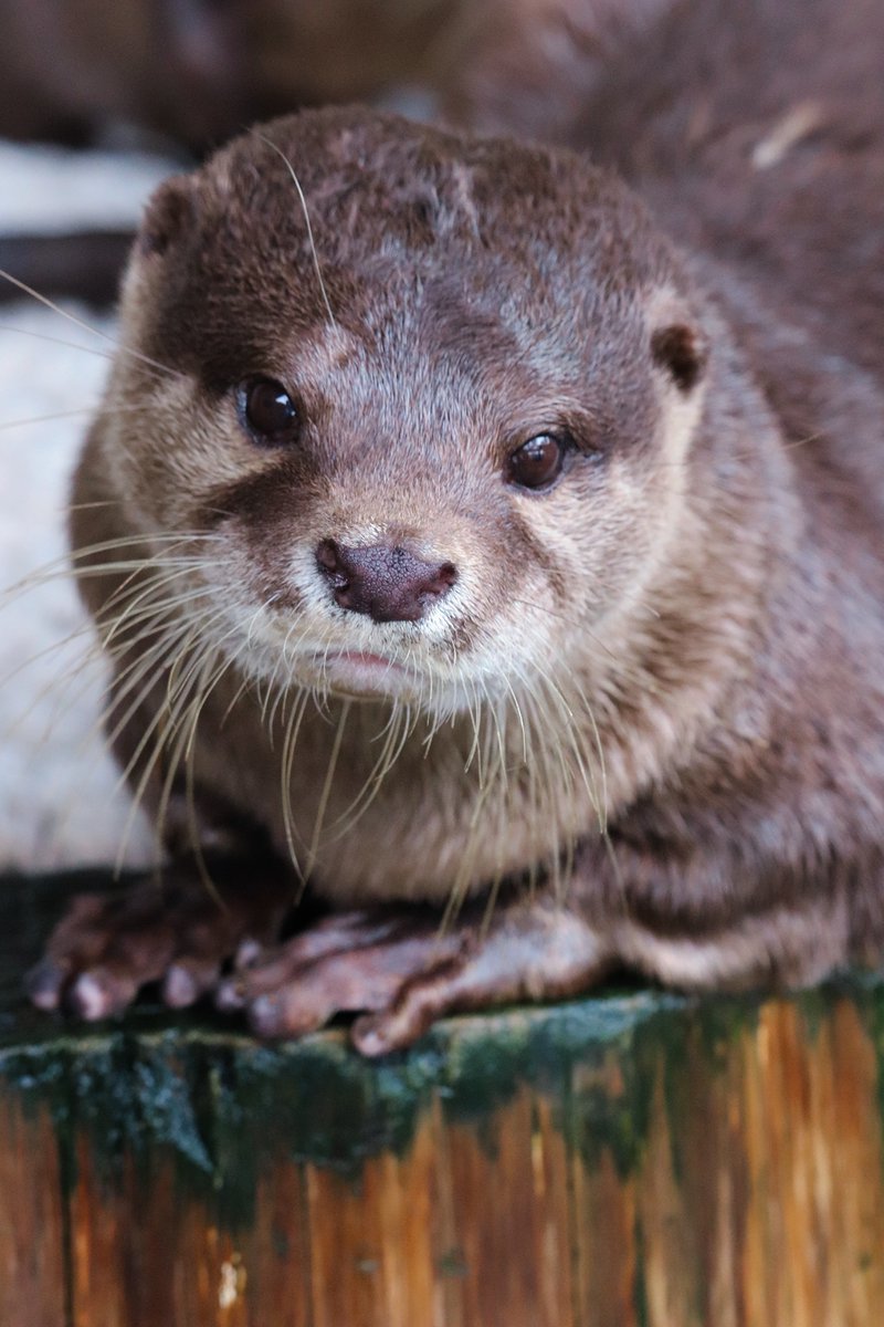 katurahama_aq's tweet photo. コツメカワウソの「王子」が亡くなりました
https://t.co/VUGxTBMgJy

王子は、私たちにとっても『王子』でした。 https://t.co/bjC7ps1P9Q
