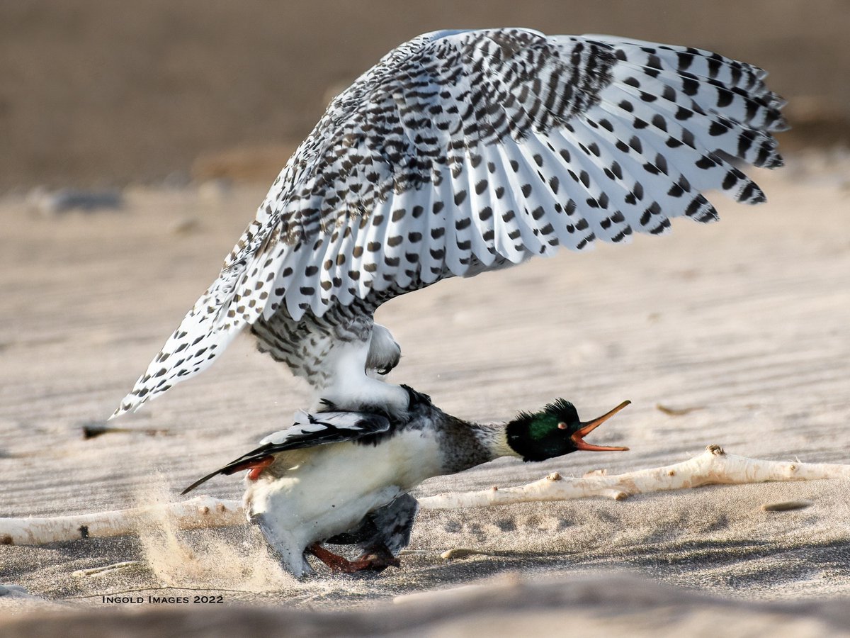 Great BIG Nature tweet media
