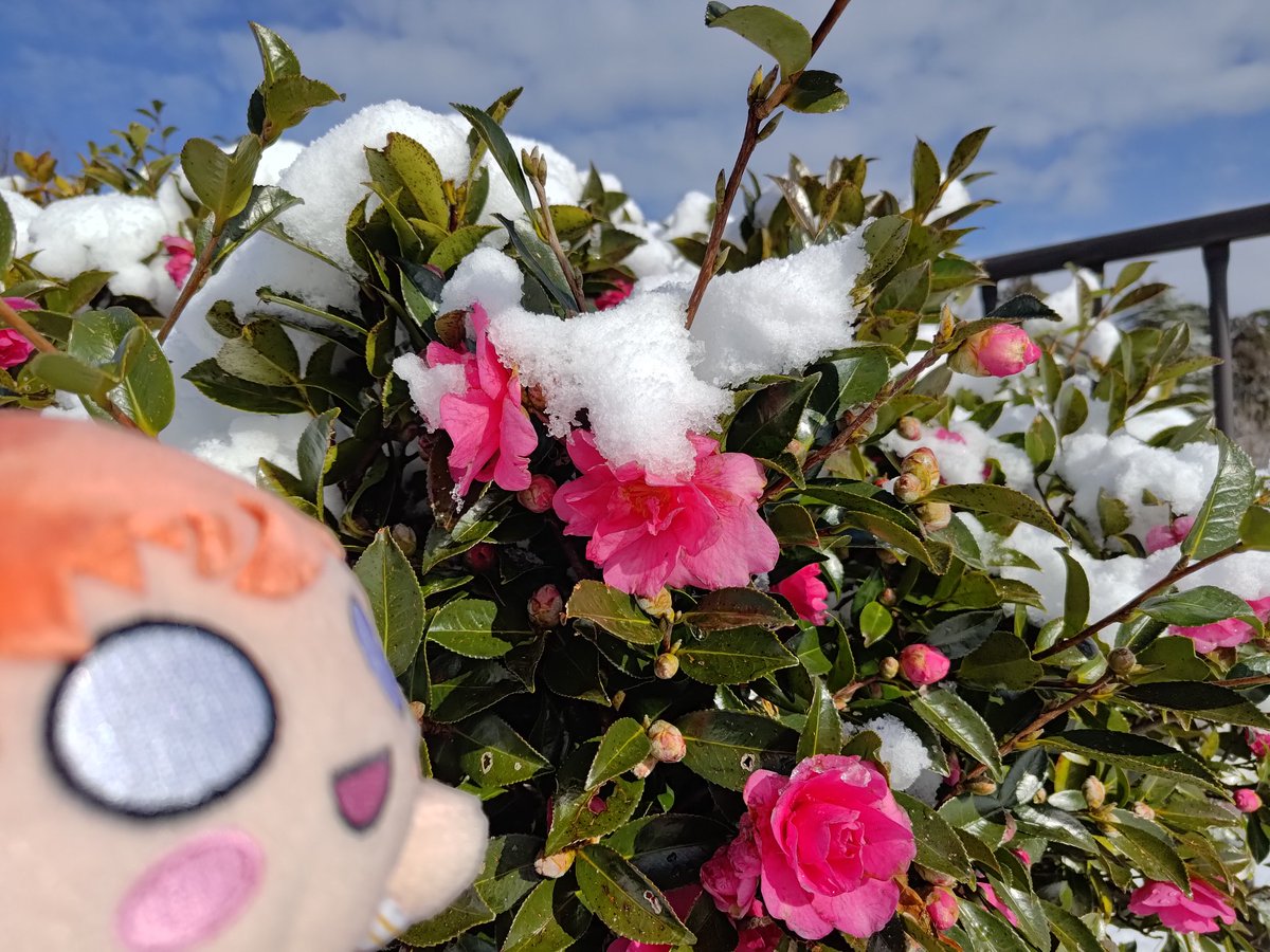 moon_32's tweet photo. 卯辰山公園の見晴らし台で雪遊びしてたら、少し離れた隙に犬の散歩してた方が無言で椿の花をさしてくださった！何者？？？ https://t.co/5VgfW4Eou9