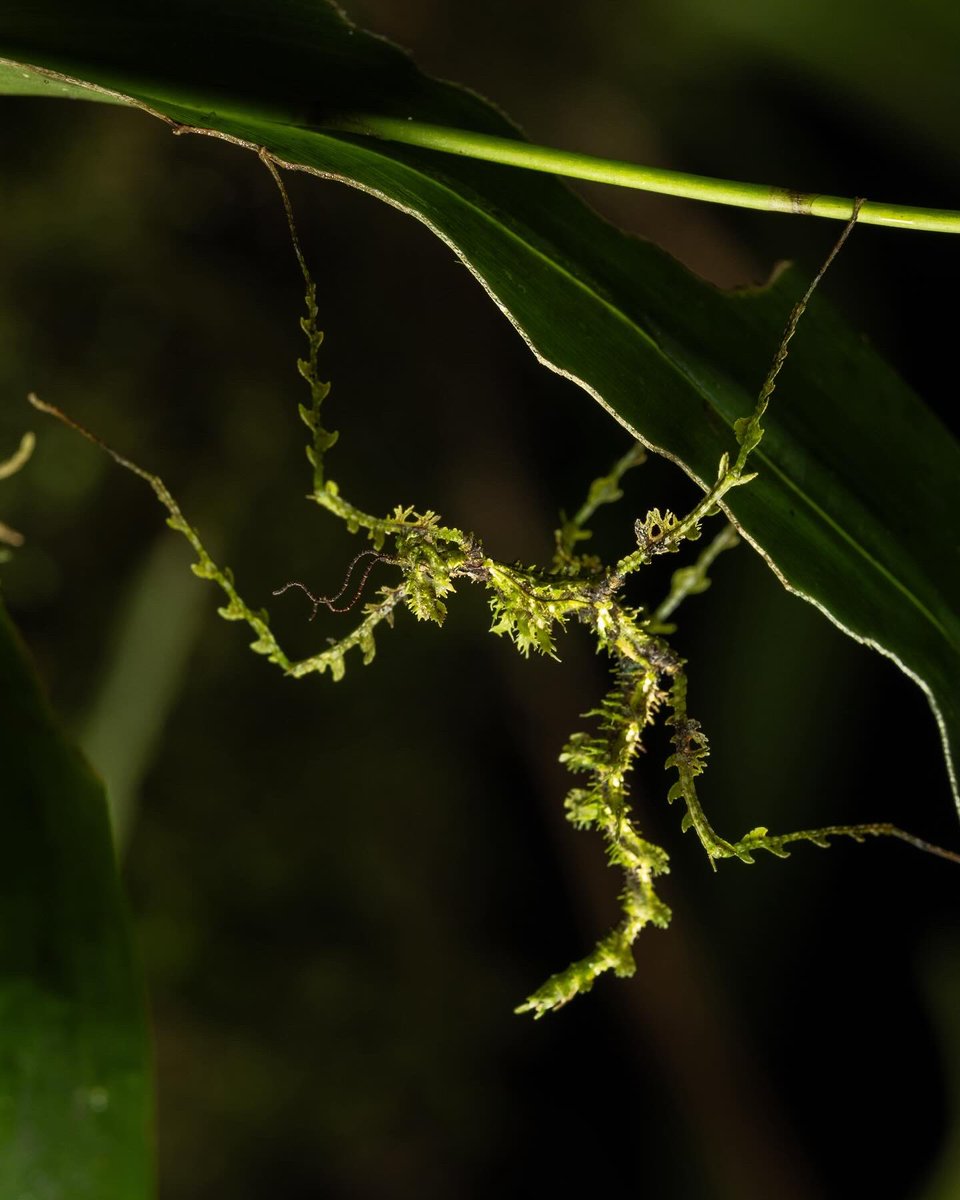 This was a bucket list encounter in Monteverde, Costa Rica this week. Can you spot it from the first image? 

It’s one of the most remarkable disguises in all of nature, the moss mimic stick insect.