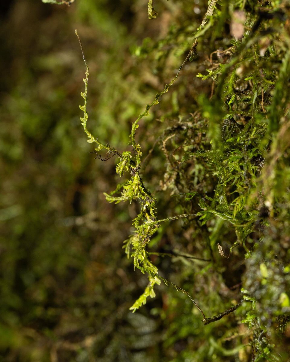 phil_torres's tweet photo. This was a bucket list encounter in Monteverde, Costa Rica this week. Can you spot it from the first image? 

It’s one of the most remarkable disguises in all of nature, the moss mimic stick insect. https://t.co/MS4Rku1Hcc