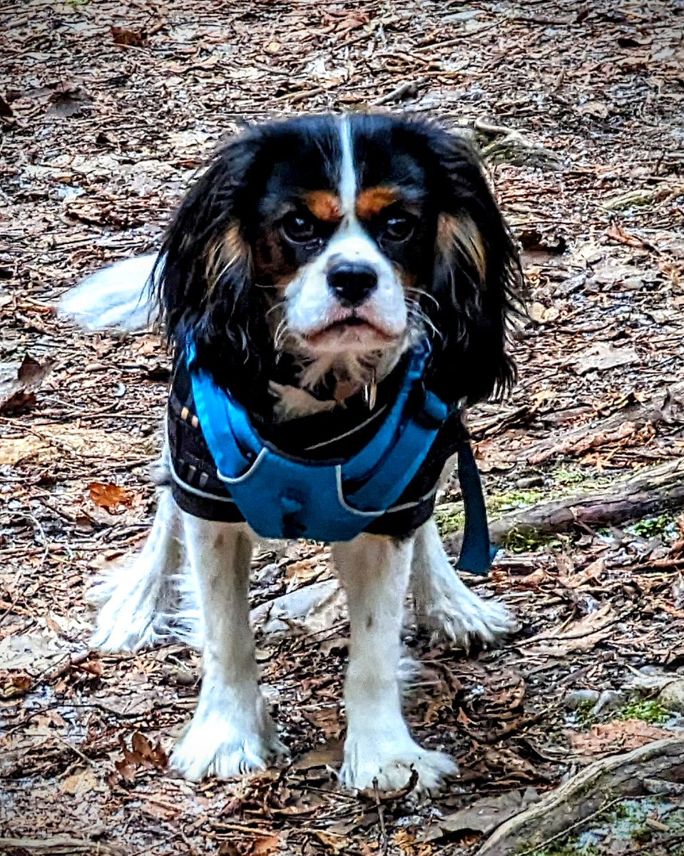 PipShannon's tweet photo. The Minister of Mayhem aka Riggsy aka Battle Crow starts agility training tomorrow night! I'm so excited!! https://t.co/yXqQhtuqI5