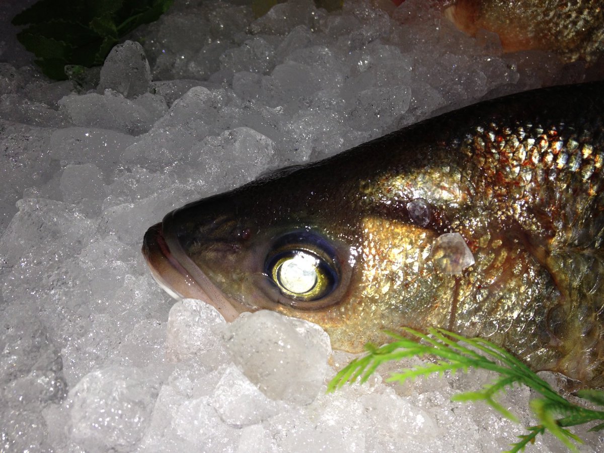 CapitalFish's tweet image. A fish is fresh when you can see the surprised look on his eye.