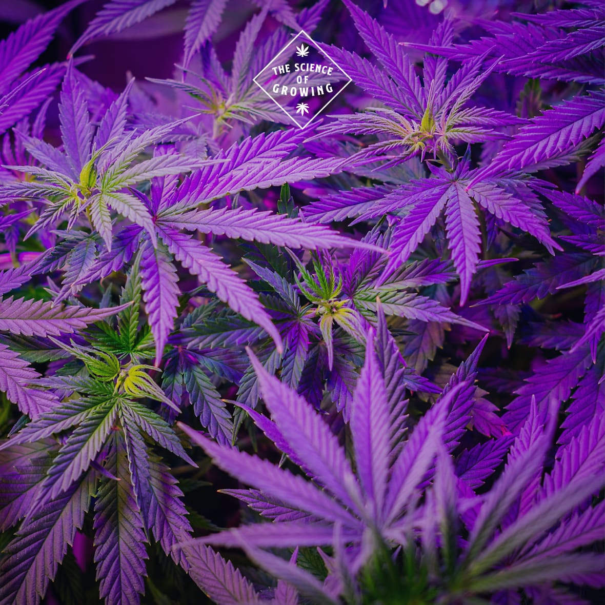 drleafmx's tweet photo. Good and groovy nights with Dr. LEAF 💙🔥👽

@drleafmx #drleafmx https://t.co/53jltcOAv0