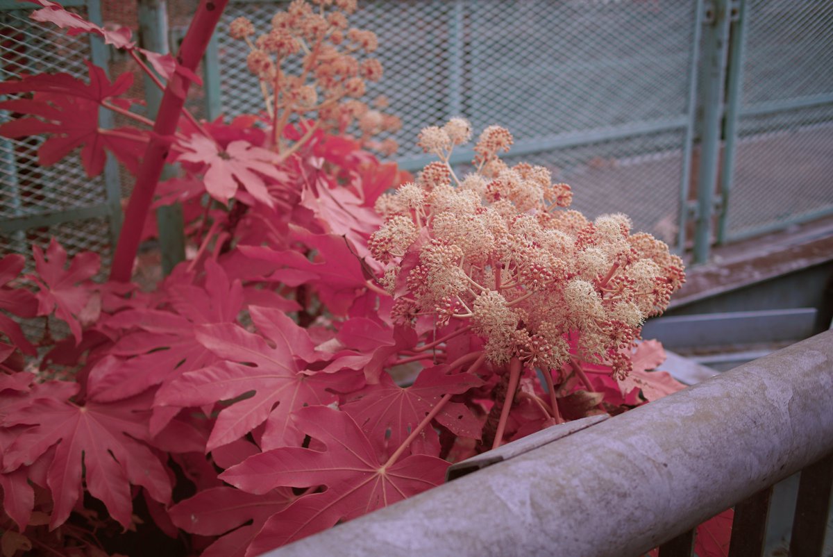 k_photo_tokyo's tweet photo. #snap
α7s full spectrum #pentax DA40mm/2.8 #infrared #infraredphotograph #赤外線写真 #IRChrome https://t.co/w2Nr2I8nnw
