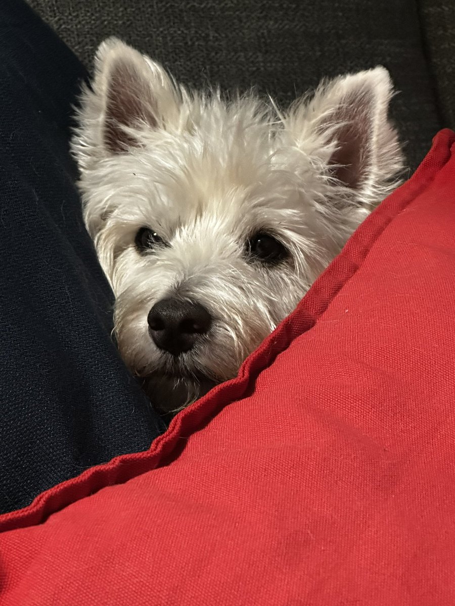 It’s snowing….I am safely tucked in. #snowfall #Halifax