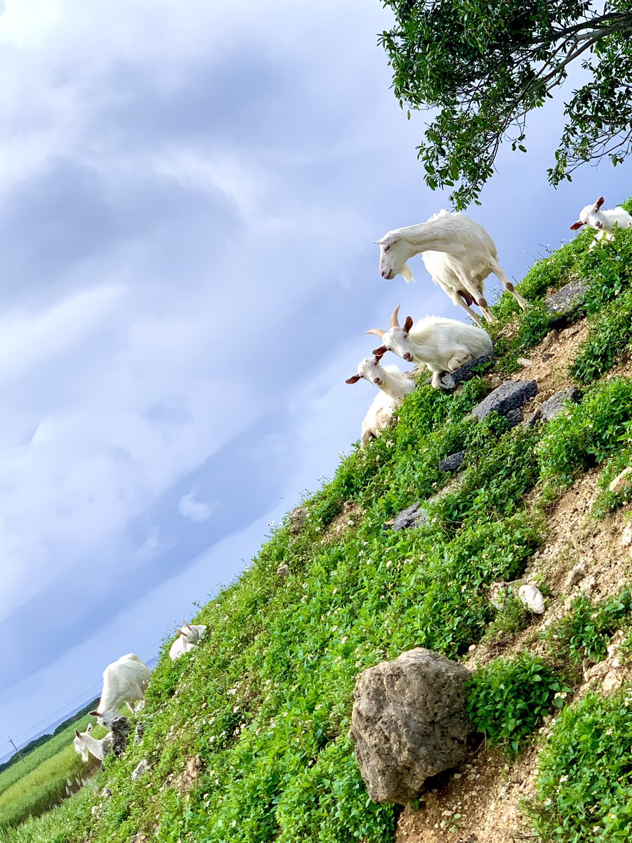ulalanana4649's tweet photo. 波照間島のヤギさん🐐のんびり
#キリトリセカイ #カメラ好きな人と繫がりたい #波照間島 https://t.co/BKbbyyld7q
