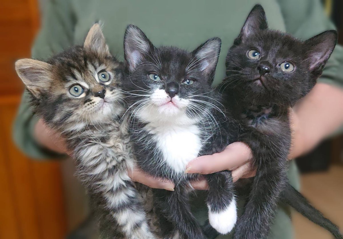 larson_san's tweet photo. 令和元年生まれの3兄妹😺😸😼
大きくなったので今年からママは母さんになります👍
らーそんママ 改め『らーそん母さん』です！
引き続きなかよし3兄妹ともども よろしくお願いします🙌 https://t.co/8CuTQlbYgC