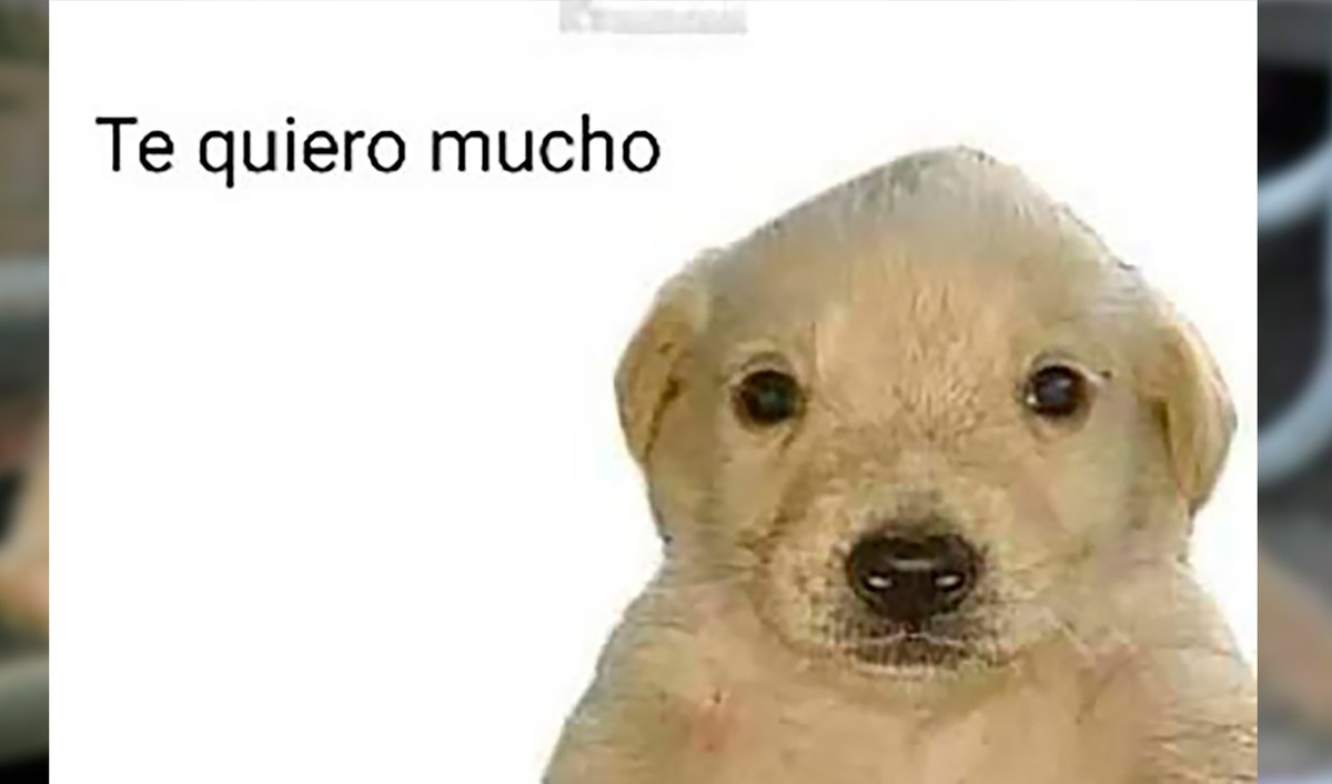 TimeoBrainVT's tweet photo. @RinaVirtual Chale, me arrestó este perro (yo tambien te quiero perrito) https://t.co/aCJy56oMvx