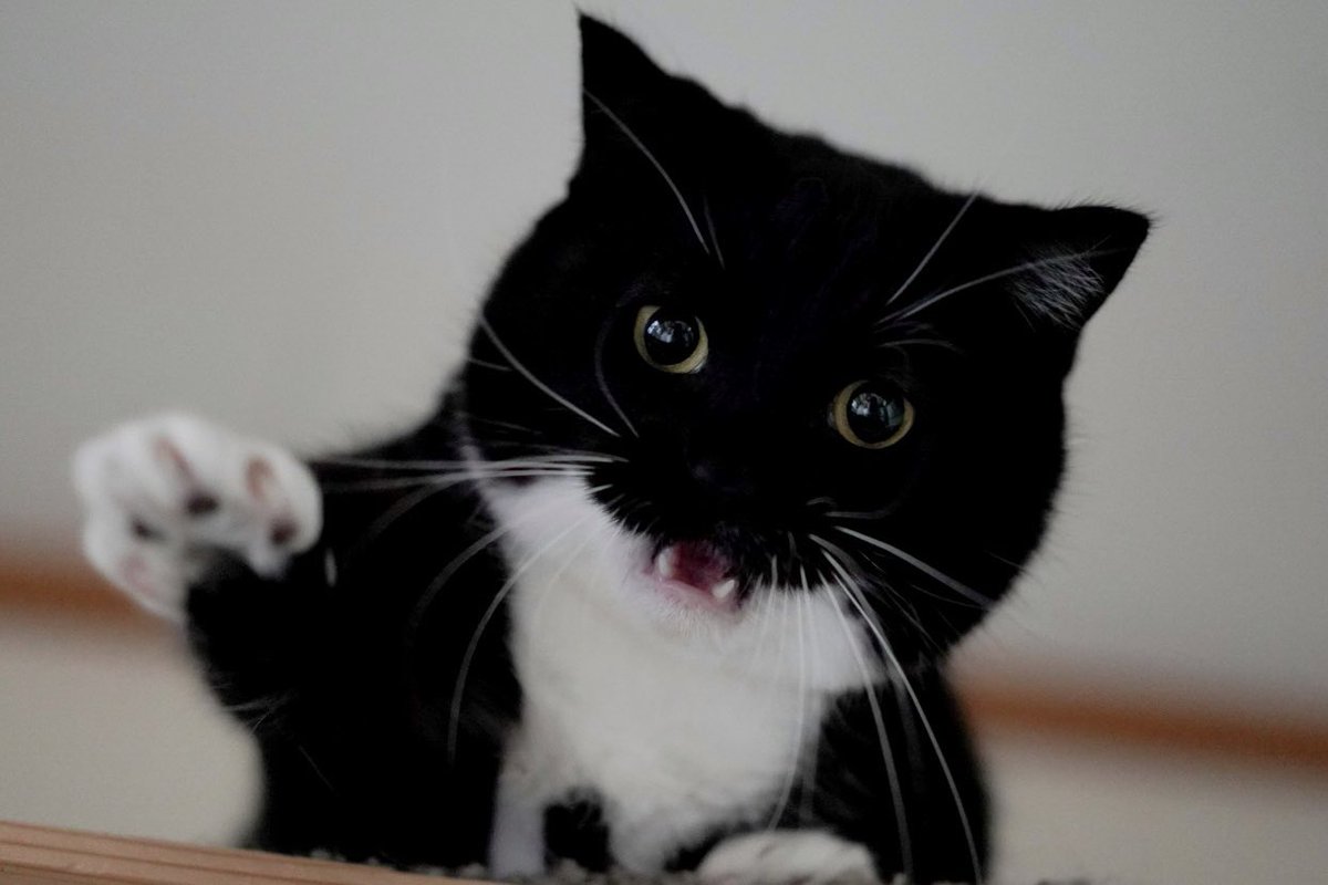 I'm Uni :3 tweet media