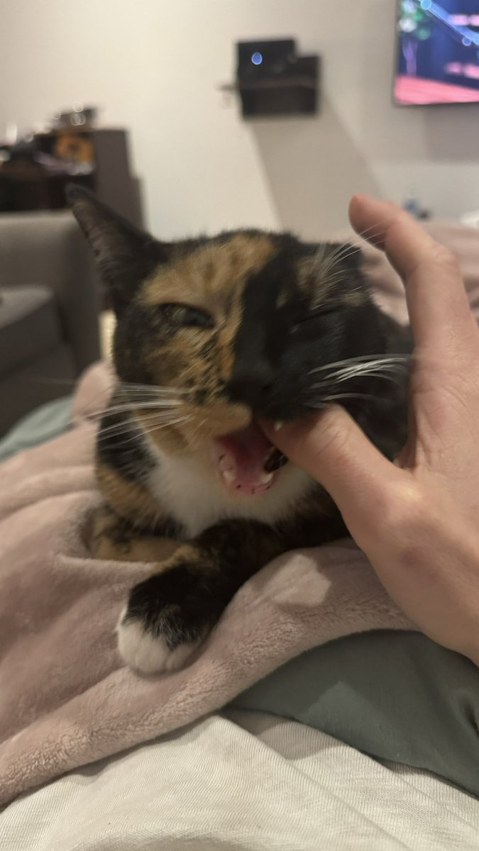 Badflower's tweet photo. Also this is Nu. She just showed up and Maggie didn’t eat her so I let her pee in my house https://t.co/xzL7vfAH5u