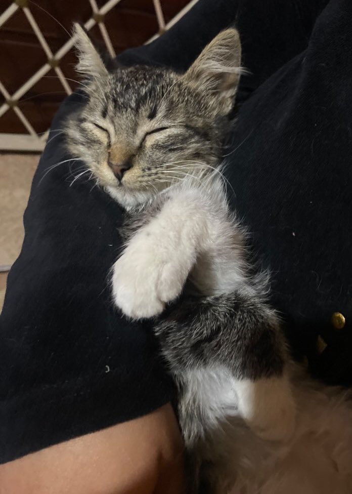 acolitaloja's tweet photo. #AcolitaLoja a compartir, me sacaron de las calles después de darse cuenta que no tengo familia y me encantaría pertenecer a una ¡Porfis, porfis! 🙏🏻🥹💖🐾
Aún estoy chuiquito, al rededor de los 3 meses. Si te animas a #adoptarme, porfi comunícate al 0993708726 📱 https://t.co/CqSJBN4G8e