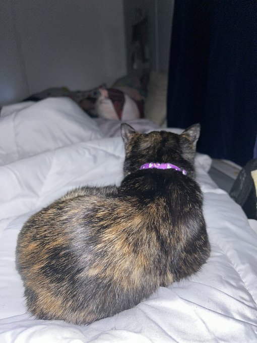 My cuddle buddy for tonight. https://t.co/w1uokpvGeX<a href="/tag/newprofilepic"class="tags"><span>#newprofilepic</span></a>
