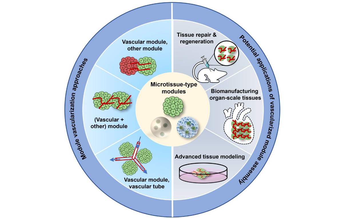 IntJExtremManuf's tweet image. Prof. Wei Sun and his team from @Tsinghua_Uni &amp;amp; @DrexelUniv published an #IJEM article exploring how Module Assembly enhances organotypic tissue models, reinforcing  #Vascularization and #TissueRepair.
For more👉iopscience.iop.org/article/10.108…