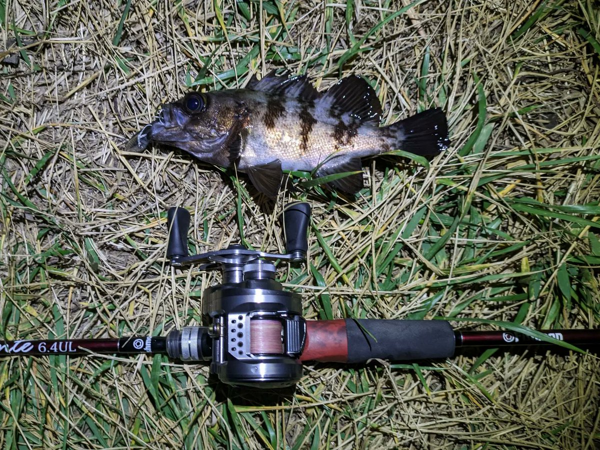 eno___ken's tweet photo. かわヨ😊

#SHIMANO
#ライズショット
#Fishman
#Beamsinte https://t.co/2wN9AmIuAF