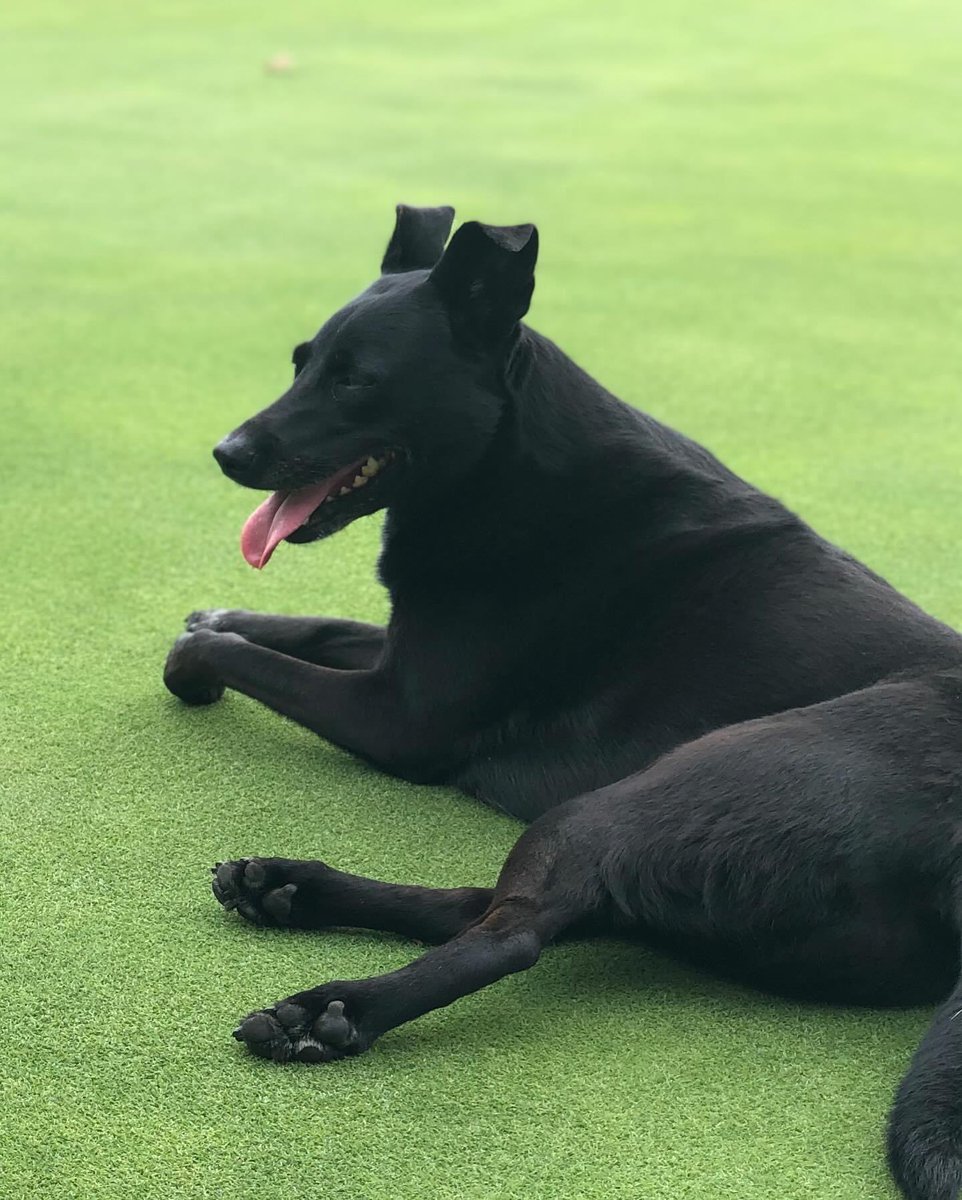 Andrew Cross, CGCS tweet media