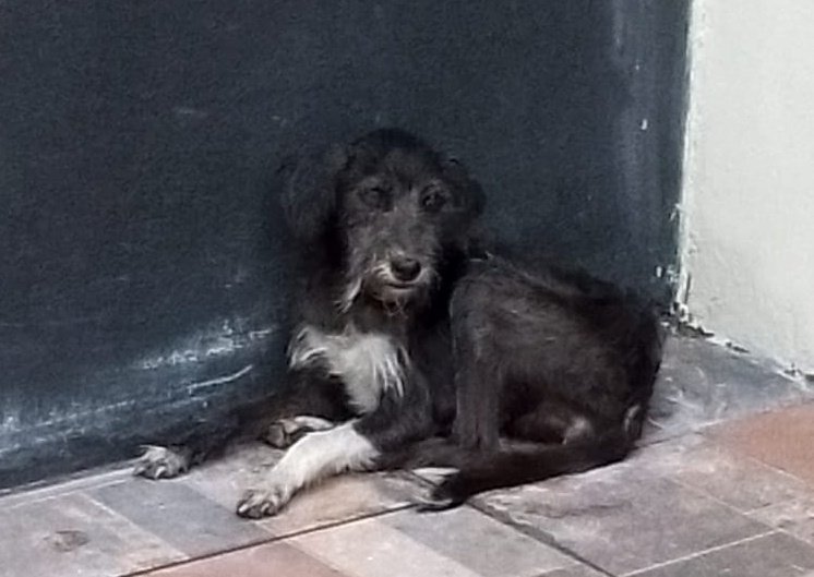 AlertaMePerdi's tweet photo. #ENCONTRADA #GUAYAQUIL
Fecha: 01/01/24
Sector: Norte, Urb. Mirador del Norte, calle Felipe Pezo Campuzano
Sexo: Hembra
Raza: Mestiza
Observación: Tiene una pata blanca y el resto negras y rabo largo 
Contacto: 0968428037
¡Ayúdala a volver con su familia!
#AlertaMePerdí https://t.co/XPRjk6KKqj