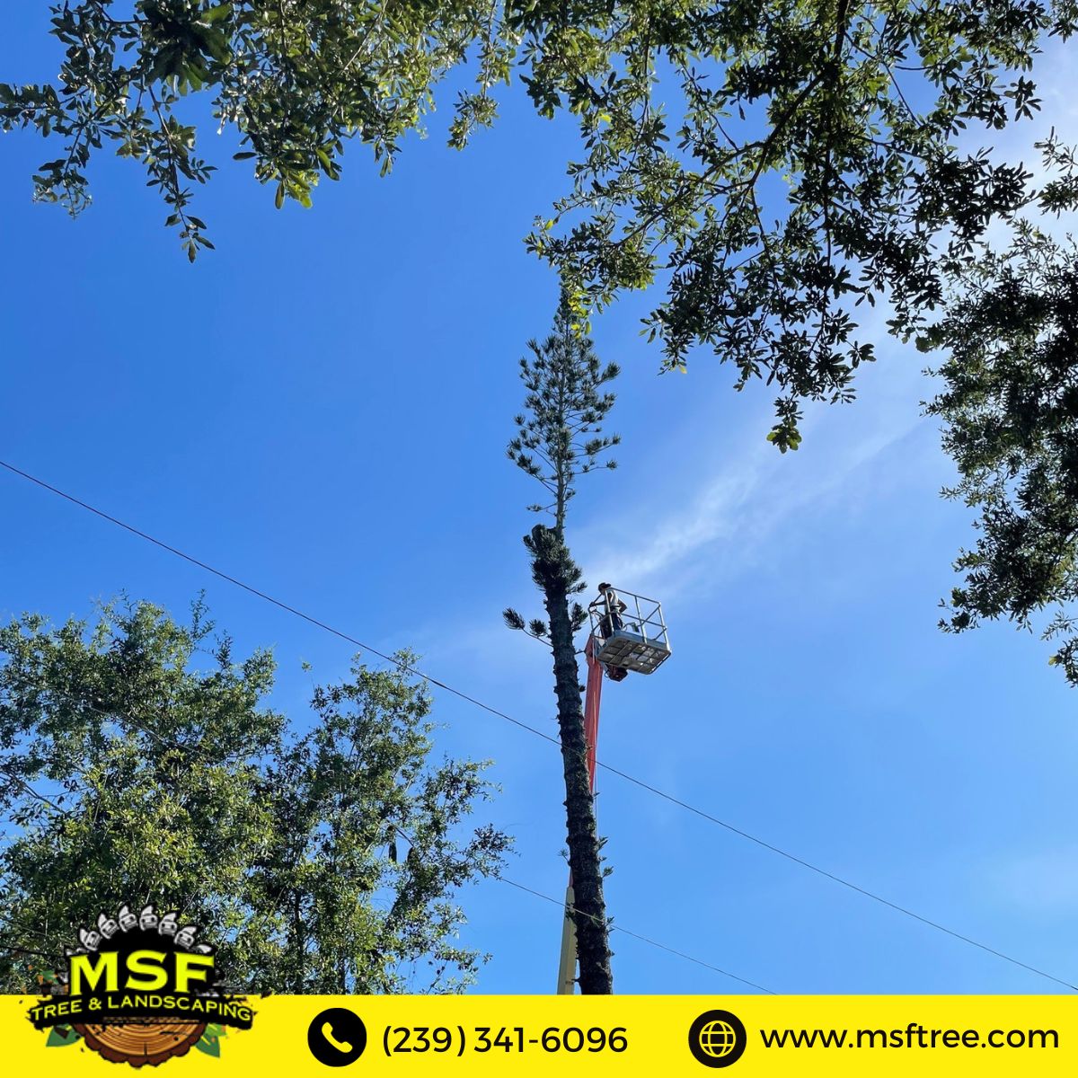 msftree tweet picture