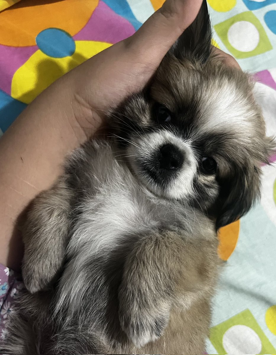 AlertaMePerdi's tweet photo. #PERDIDA #GUAYAQUIL
Nombre: #LILI
Fecha: 07/01/24
Sector: Norte, Coop. Vergeles Norte Mz. 111
Sexo: Hembra
Raza: Pequinés
Obsv.: Manchita blanca alrededor del hocico, frente y pecho
Contacto: 0986352724
¡Ayúdala a volver con su familia!
#AlertaMePerdí https://t.co/E6m7UoFQCa