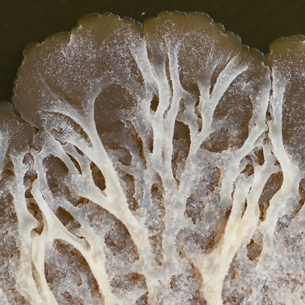 Mark Waters (@watersmt) on Twitter photo Our paper on RsbQ function in Bacillus subtilis is out now <a href="/CurrentBiology/">Current Biology</a>! Hormone-like chemicals from plants promote biofilm formation in bacteria. A massive effort from all involved - 1st authors Kim Melville & <a href="/Mkamrann/">Muhammad Kamran</a> from <a href="/uwanews/">UWA</a> <a href="/SMS_UWA/">Molecular Sci-UWA</a>
authors.elsevier.com/a/1iNW63QW8S2T… Our paper on RsbQ function in Bacillus subtilis is out now <a href="/CurrentBiology/">Current Biology</a>! Hormone-like chemicals from plants promote biofilm formation in bacteria. A massive effort from all involved - 1st authors Kim Melville & <a href="/Mkamrann/">Muhammad Kamran</a> from <a href="/uwanews/">UWA</a> <a href="/SMS_UWA/">Molecular Sci-UWA</a>
authors.elsevier.com/a/1iNW63QW8S2T…