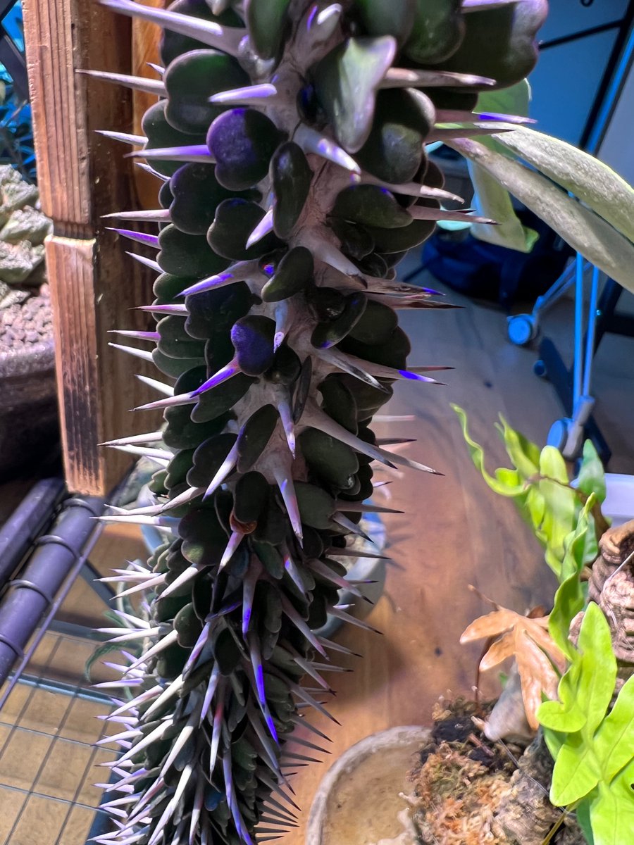 boolean_iwata's tweet image. 五反田BBで買ったもの
- Alluaudia ascendens
- Pseudolithos migiurtinus