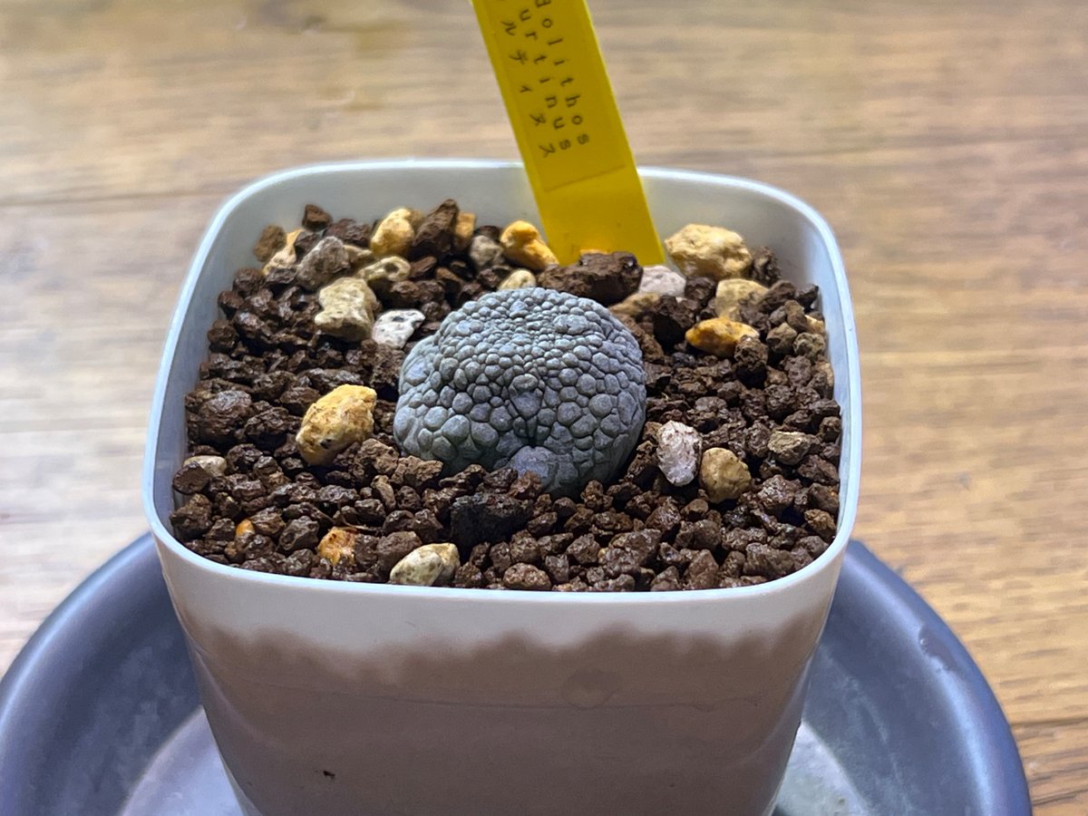 boolean_iwata's tweet image. 五反田BBで買ったもの
- Alluaudia ascendens
- Pseudolithos migiurtinus