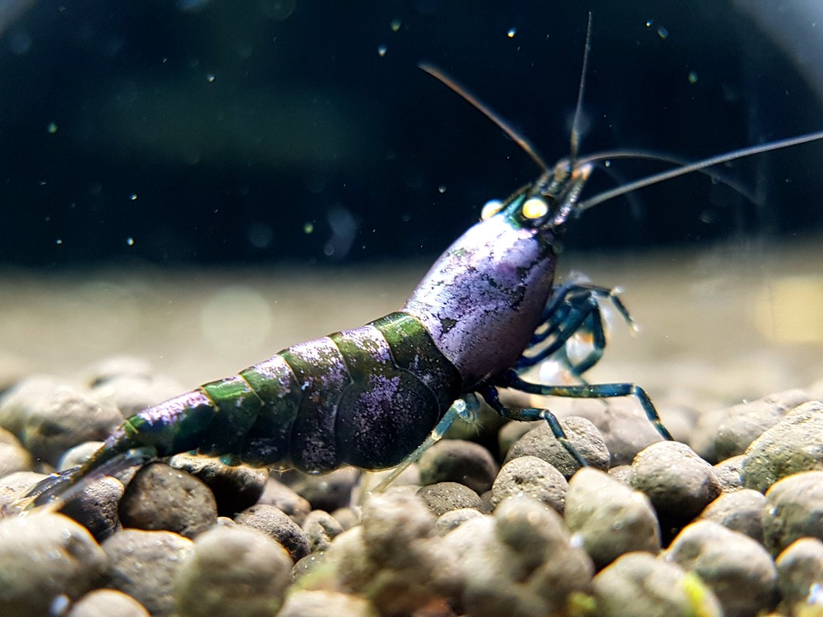 Orange eye purple

#shrimptank #neocaridina #oe퍼플 #shrimpbreeding #shrimpbreeder #beeshrimp #shrimpaquarium #aquarium #aquariumplants #aquariumfish  #aquariums  #freshwatertank #nanoaquarium #골드비 #CGS #blackgalaxy #snowflake #물생활 #관상용새우 #갤럭시피쉬본 #블랙설화