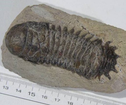 三葉虫 - Search / X