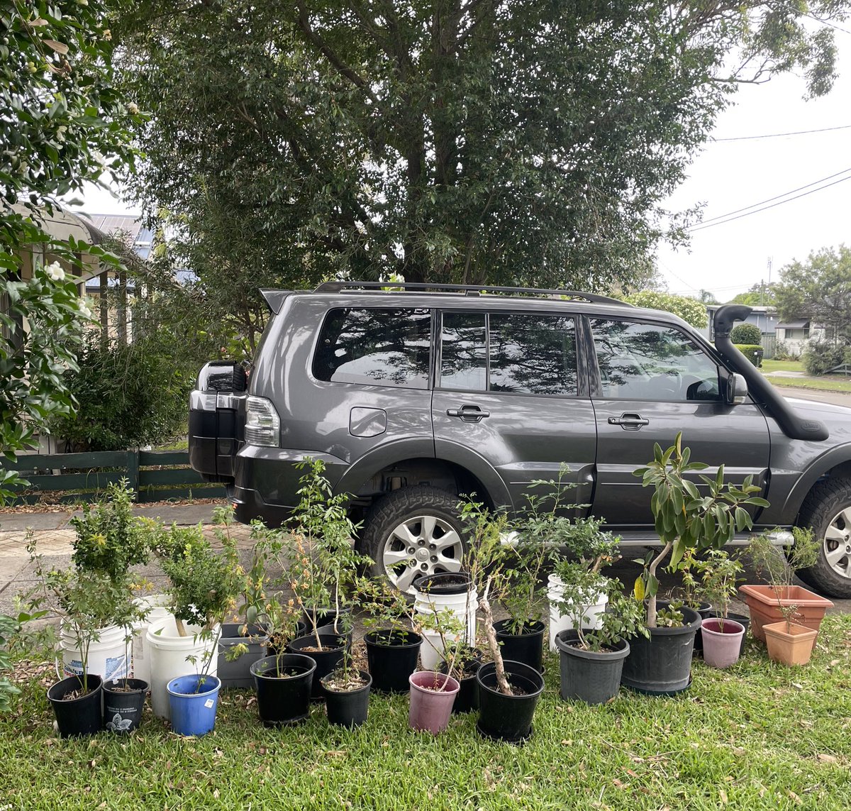 BackyardBiome's tweet image. When I moved houses, I prioritised taking my most treasured plants with me due to time constraints. Today I started bringing over my project plants. These are the throw away/free to a good home type of plants that just need some love and care to bring them back up to scratch 😊