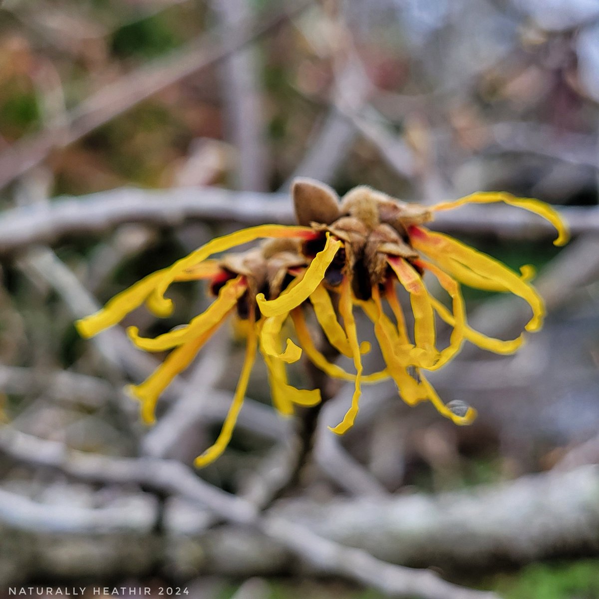 Hello January. #wawx #pnw #Enumclaw #witchhazel