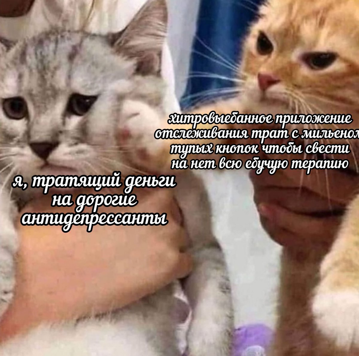 психокоты (@psycho__cats) on Twitter photo 