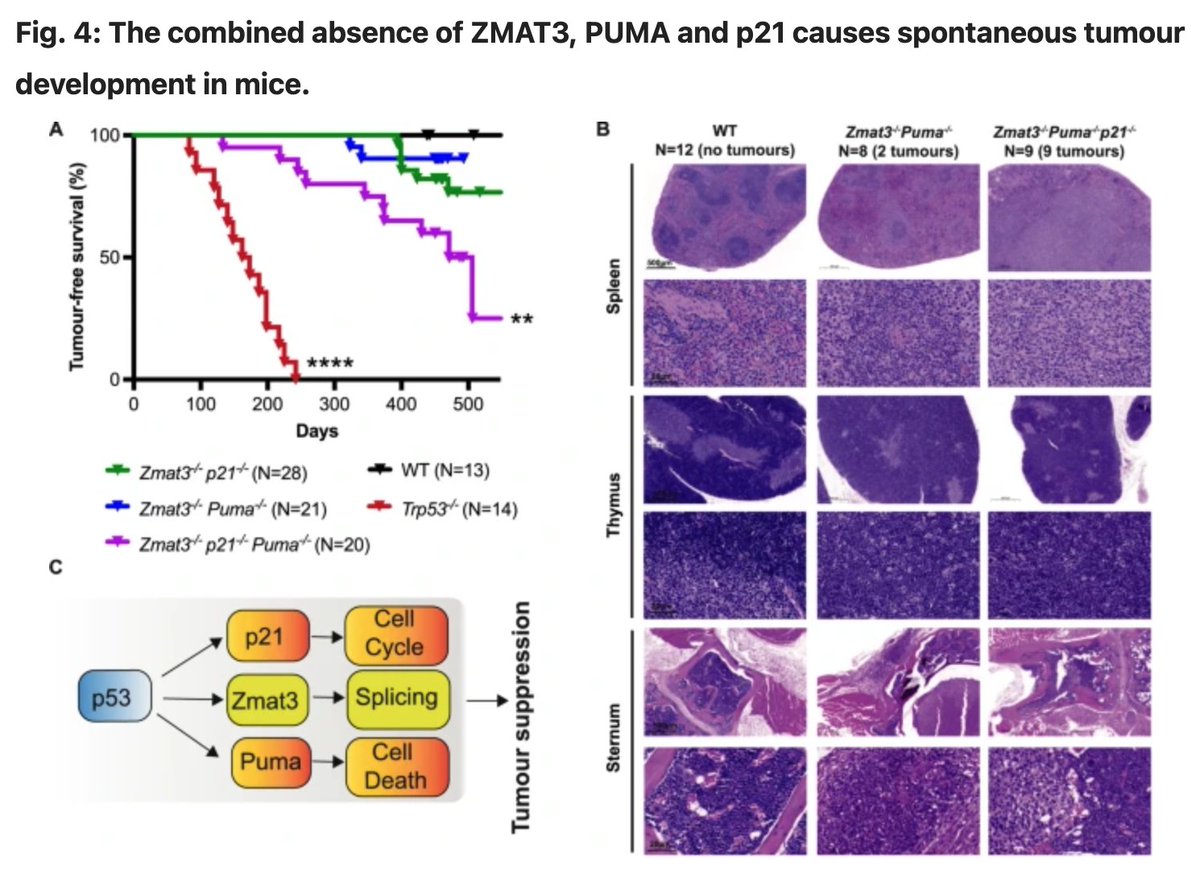 Dr Ana Janic (@theanajanic) on Twitter photo Now out in <a href="/cddpress/">CDD press</a>, the final version of our work uncovering tumour suppression role of #p53 target gene Zmat3! Fantastic collaboration with <a href="/MarcoHerold_J/">Marco Herold</a> and Strasser labs led by <a href="/dr_margs/">Margs Brennan</a> <a href="/UPFbiomed/">UPF Medicine and Life Sciences</a> <a href="/ONJCRI/">ONJ Cancer Research Institute</a> <a href="/WEHI_research/">WEHI (Walter and Eliza Hall Institute)</a> Check it out👉rdcu.be/dvp2J Now out in <a href="/cddpress/">CDD press</a>, the final version of our work uncovering tumour suppression role of #p53 target gene Zmat3! Fantastic collaboration with <a href="/MarcoHerold_J/">Marco Herold</a> and Strasser labs led by <a href="/dr_margs/">Margs Brennan</a> <a href="/UPFbiomed/">UPF Medicine and Life Sciences</a> <a href="/ONJCRI/">ONJ Cancer Research Institute</a> <a href="/WEHI_research/">WEHI (Walter and Eliza Hall Institute)</a> Check it out👉rdcu.be/dvp2J