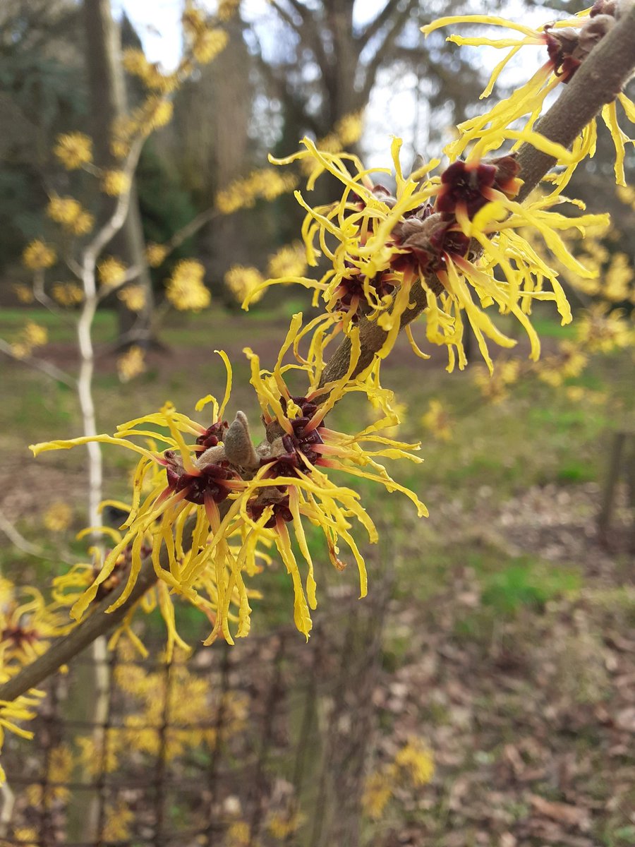 Hoping the New Year is going as well as possible & that you can find some joy in today. We are in the season of bright yellow Witch Hazels, beautiful scented Daphnes, early daffodils & Snowdrops. #GardeningTwitter #GardeningX #Flowers #2024Newyear #PositiveVibes #DailyBrightness