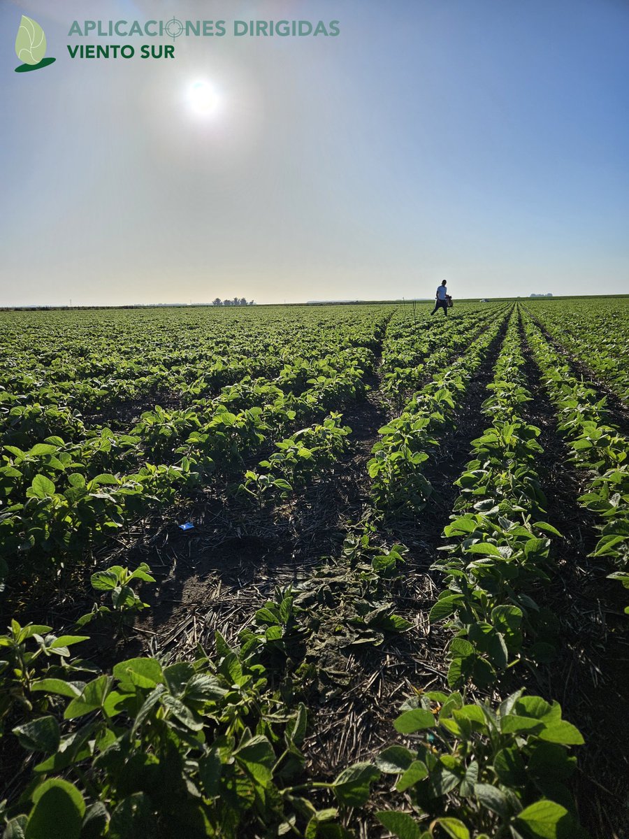 VientoSurAgro's tweet photo. Evaluando #AplicacionesDirigidas 🎯 en verde sobre verde con #SprAI 🇦🇷.
En este caso en soja 🌱, con diferentes tamaño de cultivo, diferentes malezas y tamaños, y más variables!
#Experimentación 
@deepagroco 
@Syngenta_ar https://t.co/q8ke2NZGFM