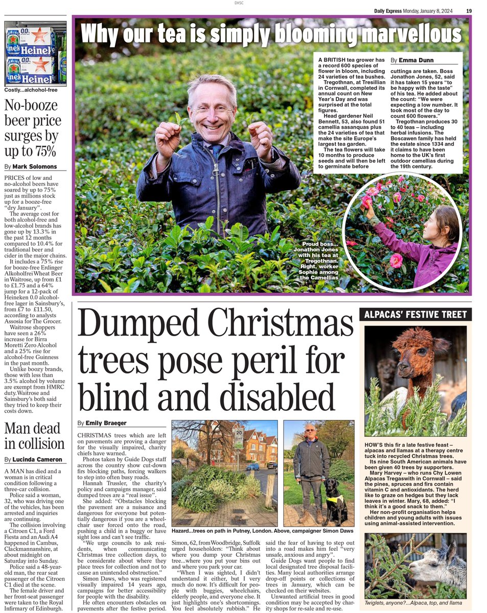 Three stories in the papers today- Tregothan flower count and Alpaca's eating old christmas trees on the same page in the Daily Express and Linda and Wendy's story of ending up in Menorca instead of their booked flight to Majorca in the Daily Mirror and Metro. @SWNS