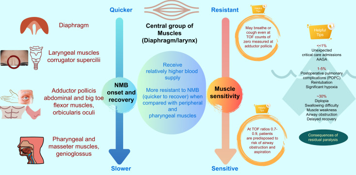 It's important to be aware of which muscles are more sensitive to neuromuscular drugs to ensure full recovery. In this month’s #BJAEd article authors <a href="/AnaesPK/">Pavan Raju</a> and <a href="/grantrod0606/">Grant Rodney</a> give you a great overview.

bjaed.org/article/S2058-…
#anaesthesia #neuromusculardrugs #perioperative